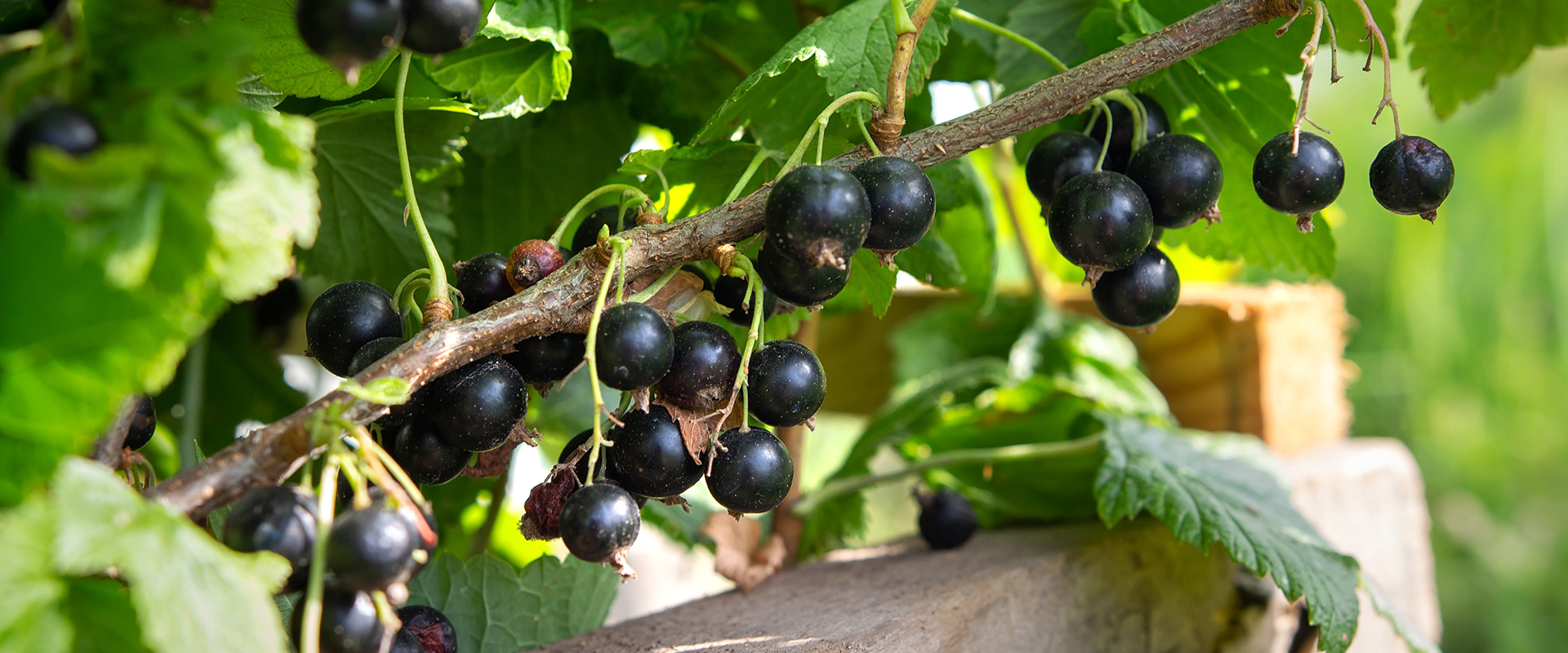 Johannisbeeren